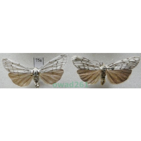Coscinia cribraria (Linnaeus, 1758) pair Czech75a